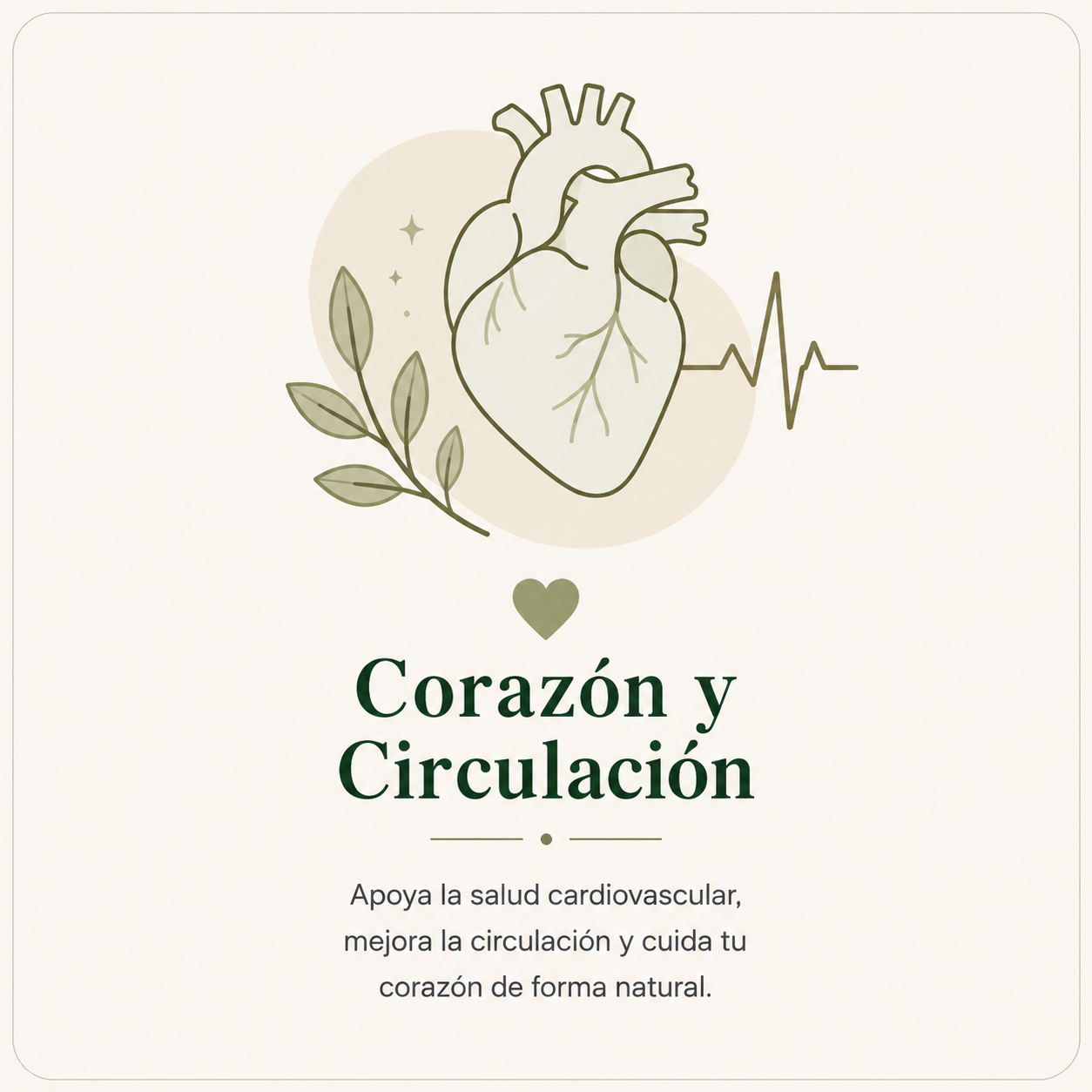 Corazón y Circulación